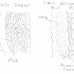 tonicita