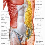 muscoli_addominali_superficiali