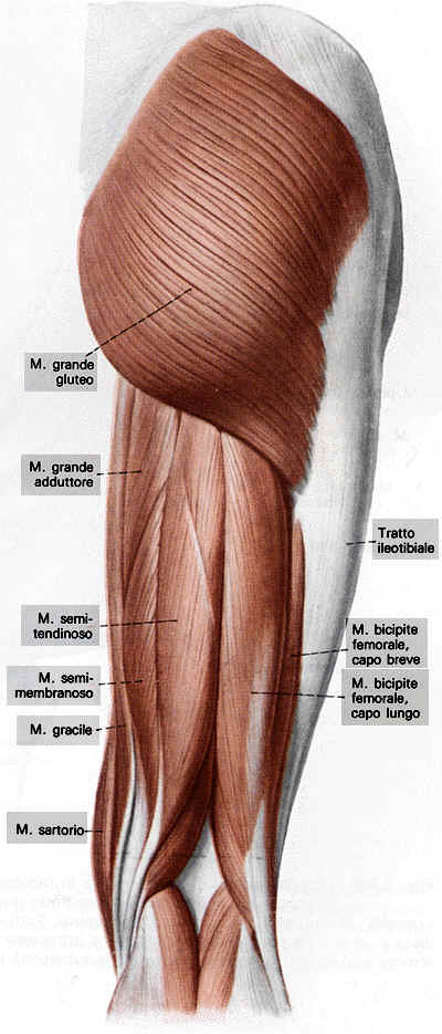 esercizi glutei, coachroby